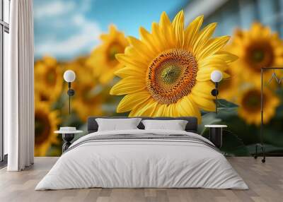 A field of vibrant sunflowers under a bright blue sky  Wall mural