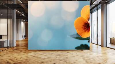 Stunning close-up of two vibrant orange pansies with a soft blue bokeh background, capturing the essence of nature's delicate beauty. Wall mural