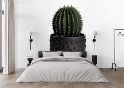 a cactus plant in plant pot on isolated. Wall mural