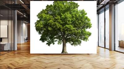 Green tree isolated. Wall mural