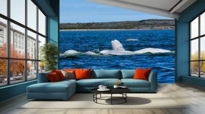 A pod of Beluga Whales engaged in a feeding frenzy - Churchill River, Manitoba  Wall mural