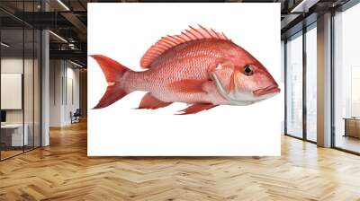 red snapper on white background Wall mural