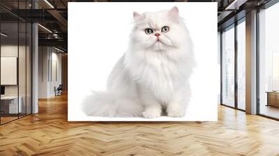 white Persian cat Wall mural