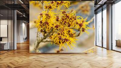 Hamamelis mollis (witch hazel) a winter spring flowering tree shrub plant which has a highly fragrant springtime yellow flower and leafless when in bloom, stock photo image Wall mural