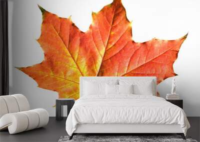 maple leaf in autumn fall colour, png stock photo file cut out and isolated on a transparent backgro Wall mural