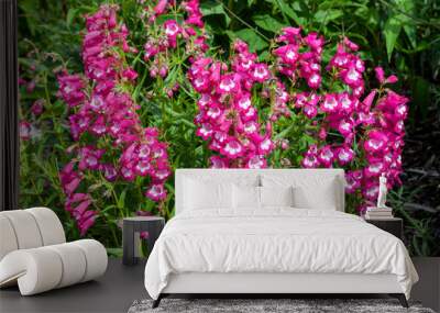 Penstemon 'Pensham Marilyn' a summer autumn fall flowering plant with a pink white summertime flower, stock photo image Wall mural