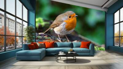 Robin redbreast ( Erithacus rubecula) bird a British garden songbird with a red or orange breast often found on Christmas cards Wall mural