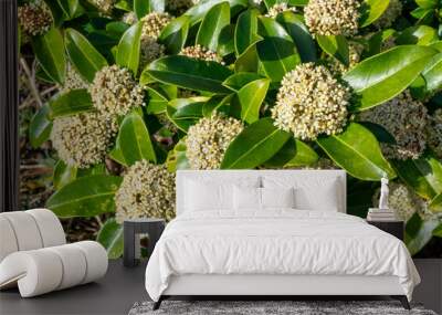 Skimmia japonica 'Fragrans' a spring flowering shrub plant with a white springtime flower, stock photo image Wall mural