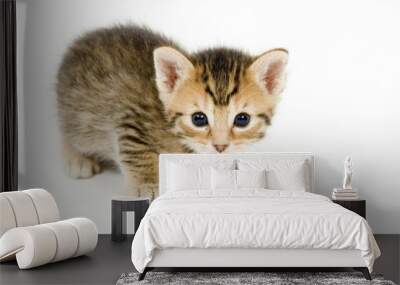 A small kitten looks curious on a white background Wall mural