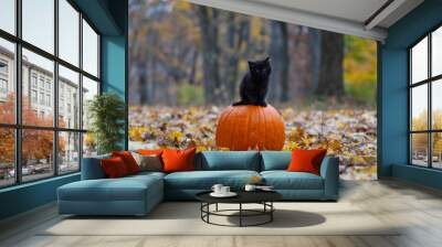 black kitten on pumpkin Wall mural