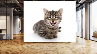 Cute tabby kitten crying on white Wall mural