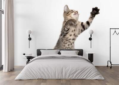 Cute tabby kitten jumping and playing Wall mural