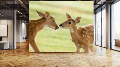 Two whitetailed deer fawns Wall mural