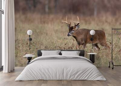 White-tailed deer buck in open meadow Wall mural