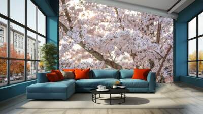 close up marco full bloom cherry blossom beauiful Sakura tree at japan cherry blossom  forecast pink asian flower perfect season to travel and enjoy japanese culture idea long weekend holiday relax Wall mural