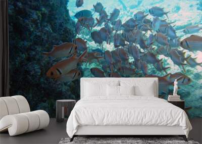 Sea Life Wall mural