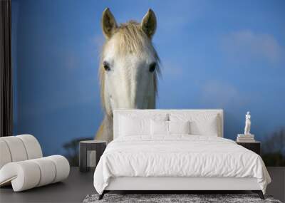 Beautiful white horse with blue sky and white clouds Wall mural