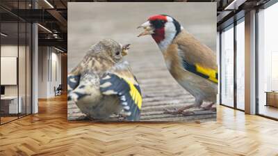 Adult European Goldfinch (Carduelis carduelis), feeding a juvenile, Penzance, Cornwall, England, UK. Wall mural