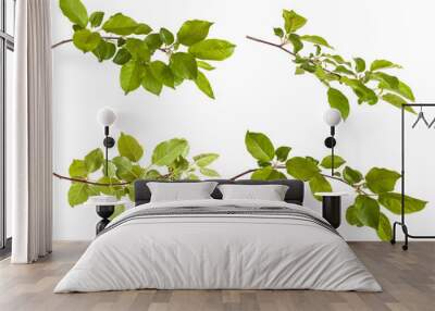 apple-tree branch with green leaves. Isolated on white backgroun Wall mural