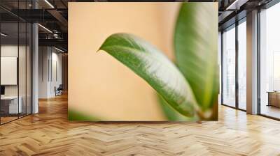 ficus leaves close-up, shallow depth of field Wall mural