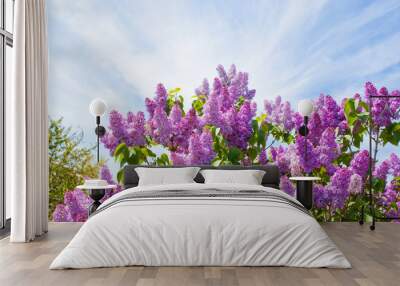 lilac bush on a background of blue sky Wall mural