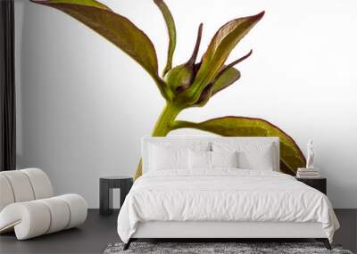 peony bush leaves with young bud closeup on a white background Wall mural