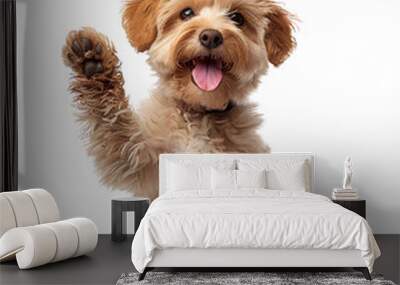 Little Teddy giving high five, dog, cute, surface, isolated Wall mural