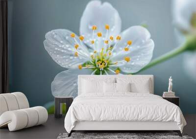 A close up of a white flower with droplets of water on it Wall mural