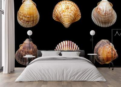 A collection of six different types of shells, each with a unique pattern Wall mural