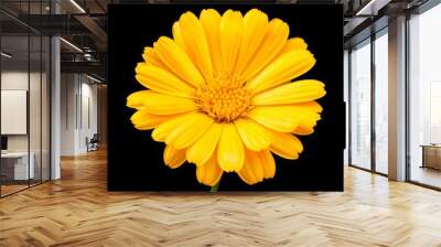 A single yellow flower with a black background Wall mural