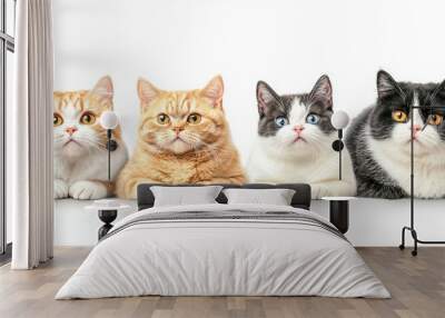 Four cats are laying on a white background Wall mural