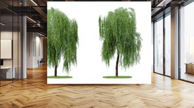 Daytime scene landscape element for 3d Architectural visualization. Weeping willow tree isolated on transparent background. 3d rendering illustration. PNG format Wall mural