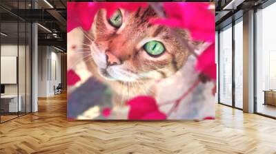 Top-down portrait of Bengal cat in the garden sitting in the bush of pink bougainvillea flowers looking up Wall mural