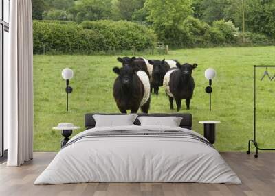 cattle 2 banded galaway Wall mural