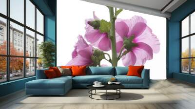 isolated pink hollyhock Wall mural