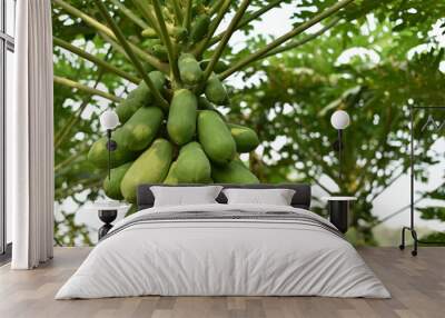 papaya fruit on papaya tree in farm. Wall mural