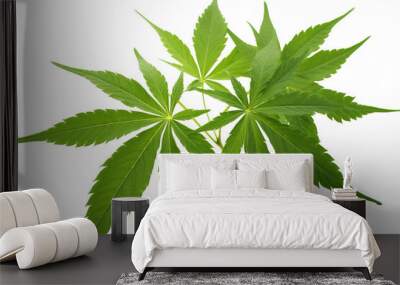 Male hemp or cannabis plant leaves, transparent background (PNG). Generative AI. Wall mural