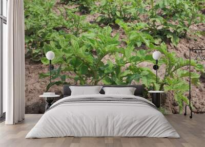 Potato plants in the garden Wall mural