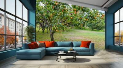 Persimmon Wall mural