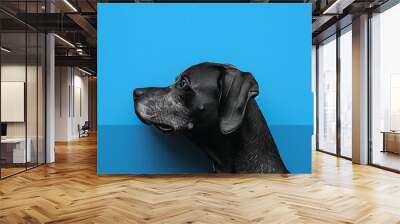 a blue background with a dog facing inward in the sty 352b951d-6617-4cd2-acb2-97d25fc70005 2 Wall mural