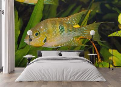 Hellers gold cichlid (Thorichthys helleri) - male Wall mural