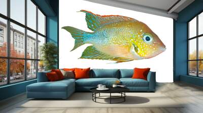 Mexican gold cichlid (Thorichthys aureus) - male, isolated Wall mural