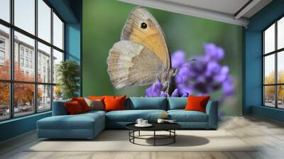 Schmetterling Wall mural