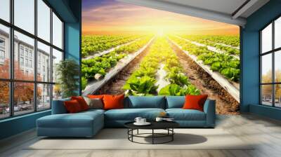 lettuce plant on field vegetable and agriculture sunset and ligh Wall mural