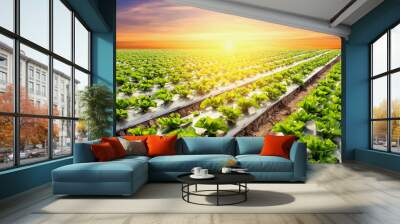 lettuce plant on field vegetable and agriculture sunset and ligh Wall mural