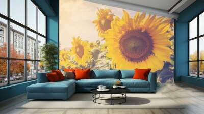 sunflower on filed and sunlight with vintage tone. Wall mural