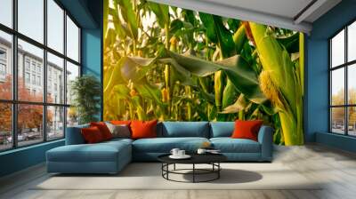 Corn or miaze field garden agriculture in countryside Wall mural