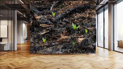 subsistence farmers burn small plots of forest for space to grow crops Wall mural