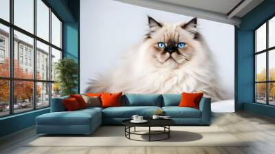 A fluffy himalayan cat with blue eyes and a luxurious coat lounging on a white background, AI generated Wall mural