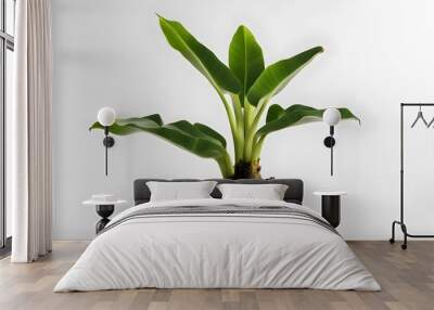 Banana plant in pot plain background, AI Generated Wall mural